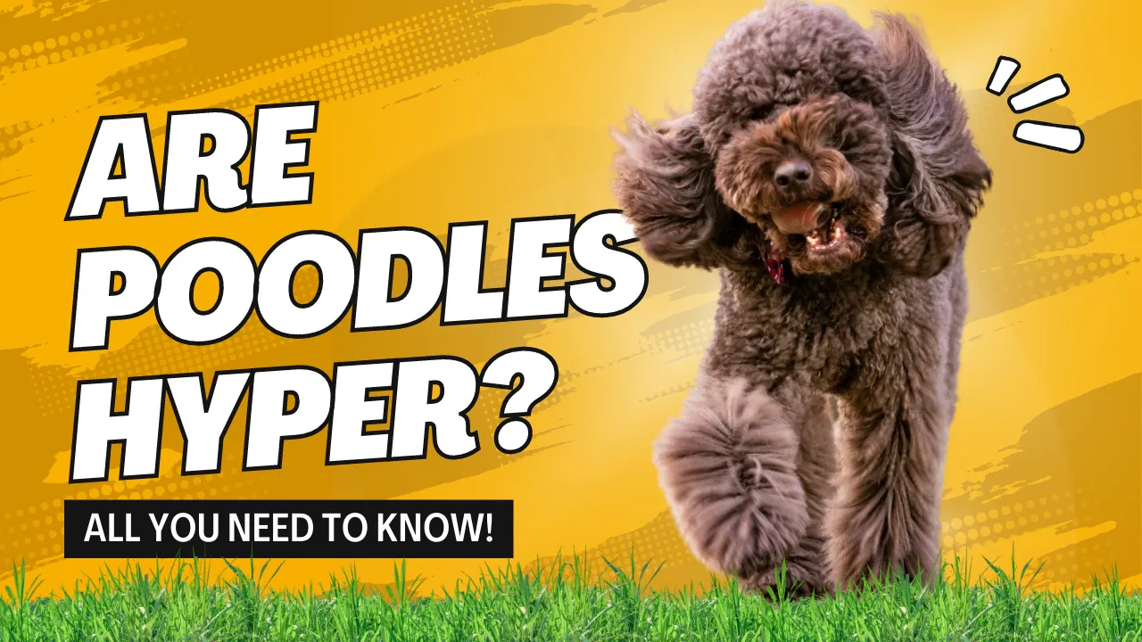 Are Poodles Hyper? All You Need To Know!