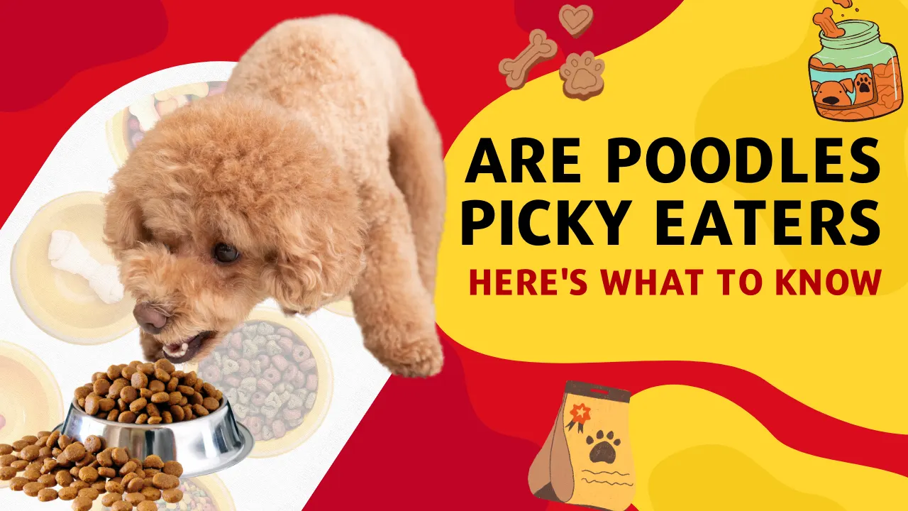 Are Poodles Picky Eaters: Here’s What to Know