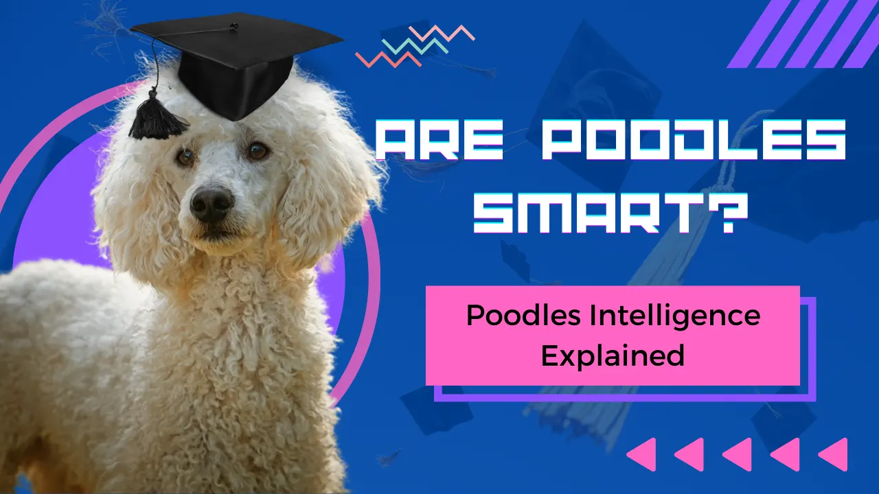 Are Poodles Smart? Poodles Intelligence Explained