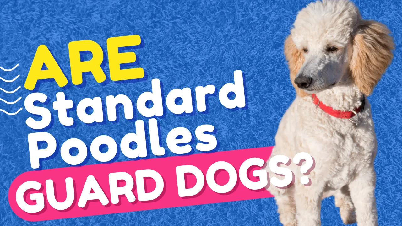 Do Standard Poodles Make Good Guard Dogs?