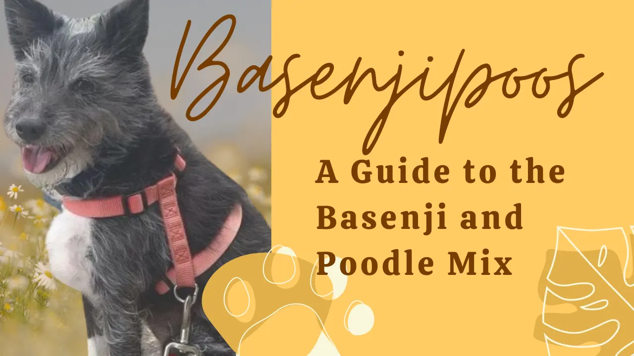 Basenjipoo: Basenji Poodle Mix