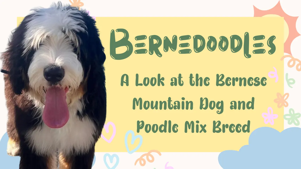 Bernedoodle: Bernese Mountain Dog Poodle Mix