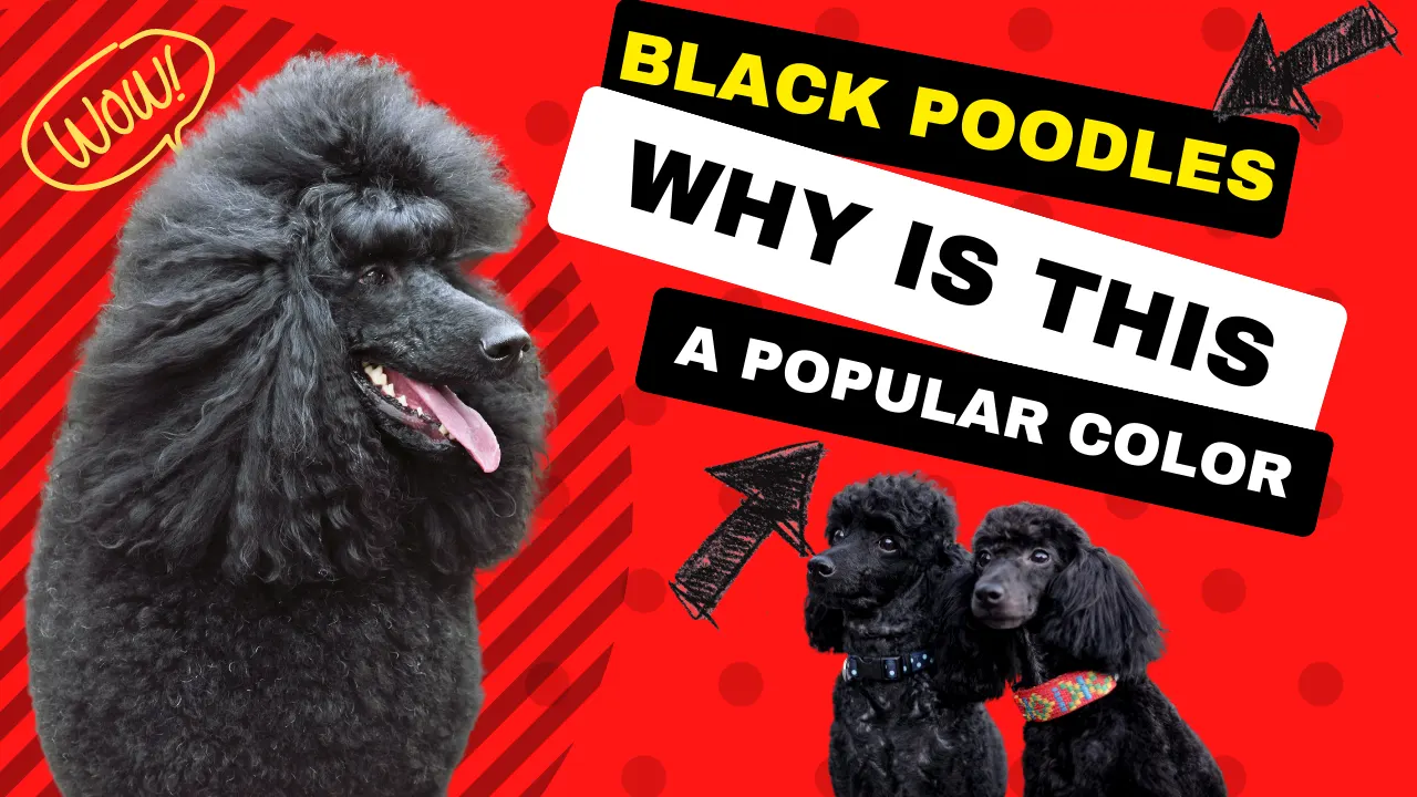 All About Black Poodles: Behavior, Appearance, and More
