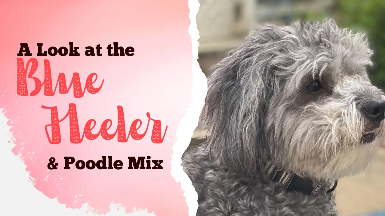 Blue Heeler (Australian Cattle Dog) Poodle Mix