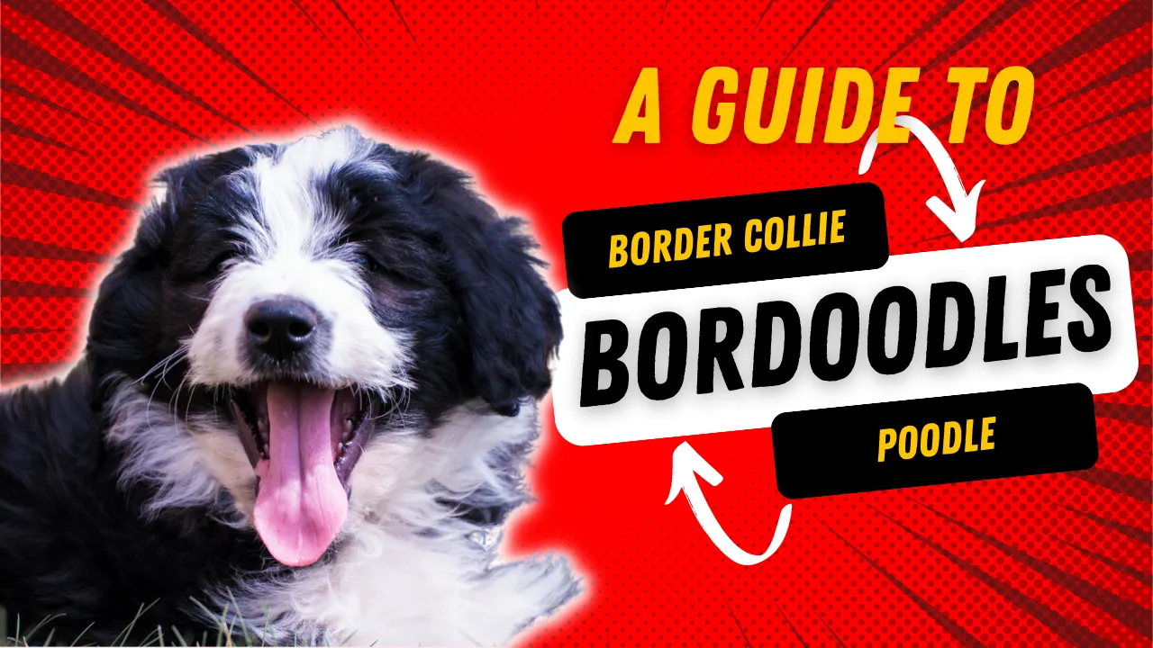 Bordoodle – Border Colie Poodle Mix