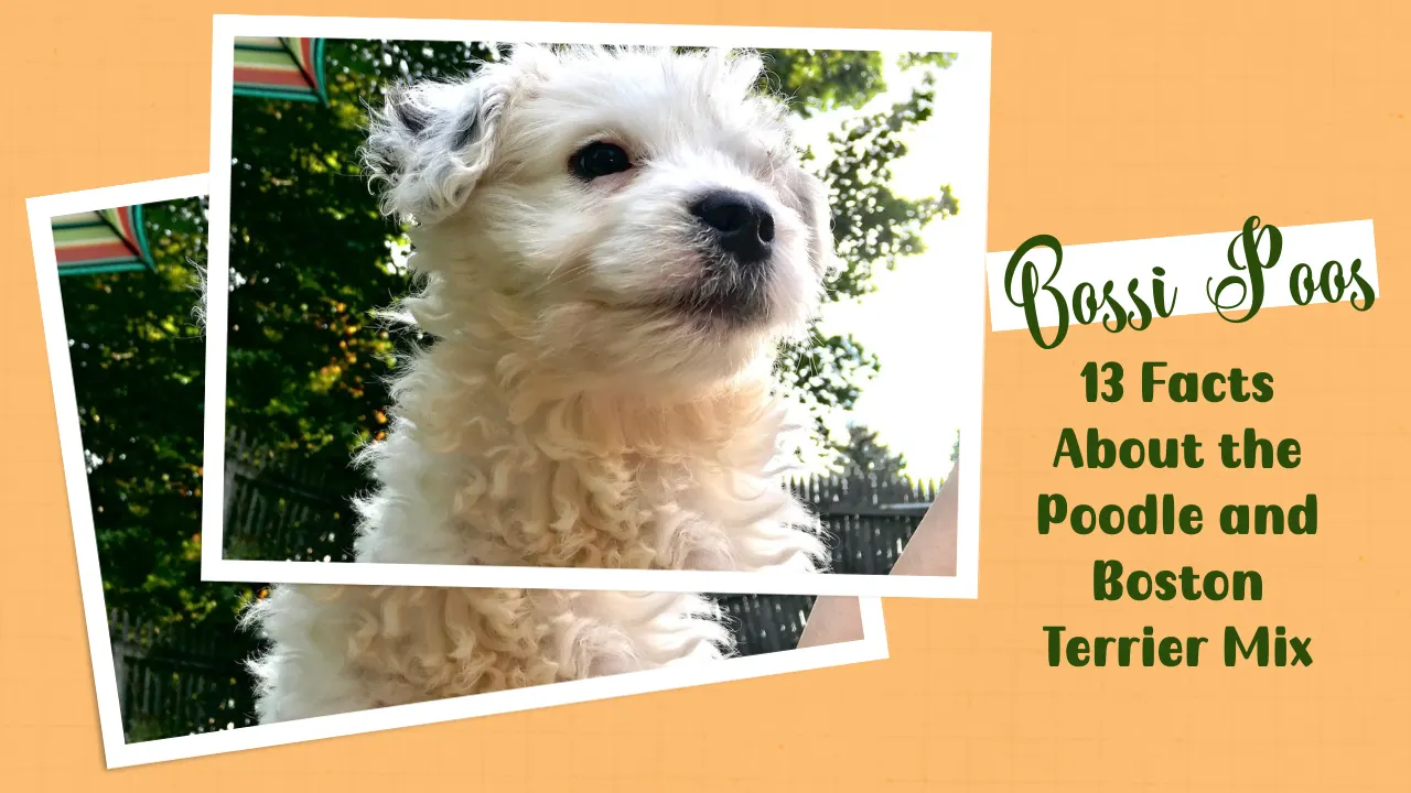 13 Facts About the Bossi Poo – Poodle & Boston Terrier Mix