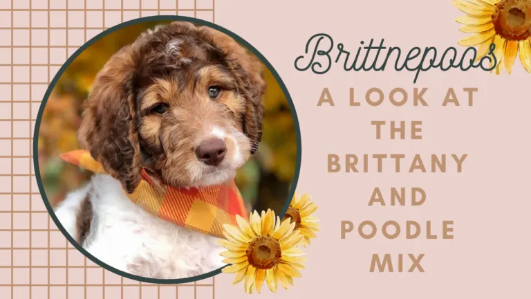 Brittnepoos_ A Look at the Brittany and Poodle Mix Breed