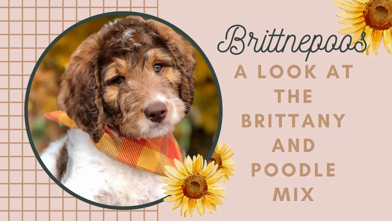 Brittnepoo – Brittany Poodle Mix