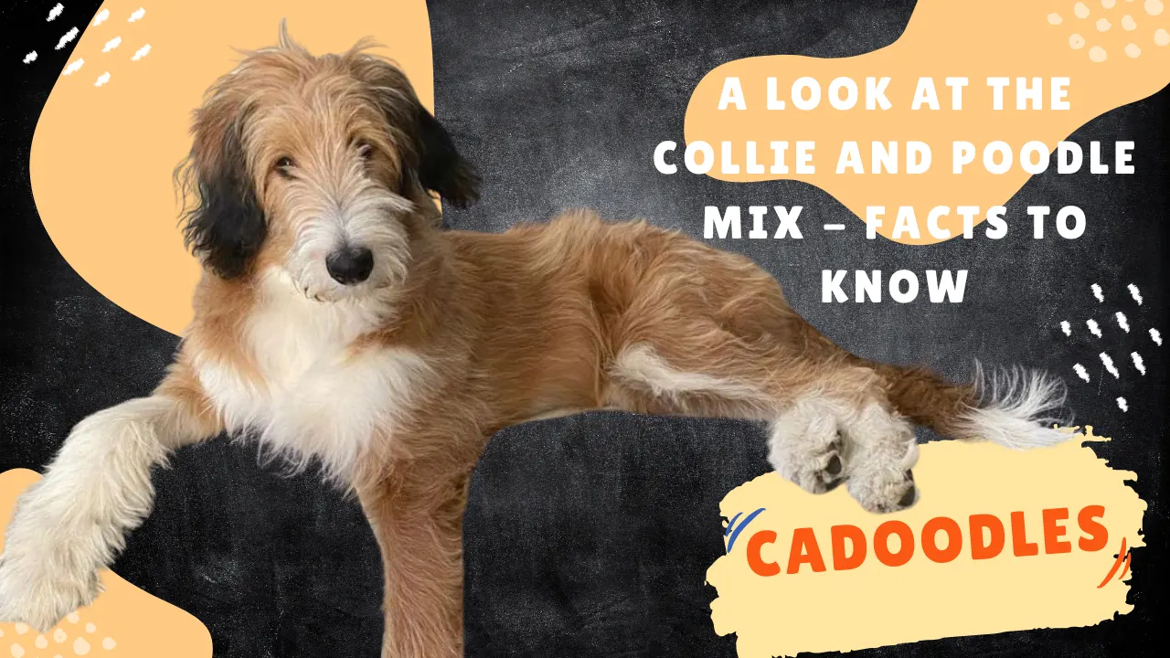 Cadoodle: Collie Poodle Mix Facts To Know