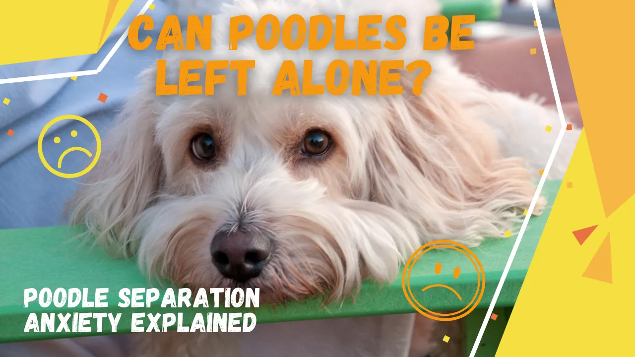 Solved: Can Poodles Be Left Alone?