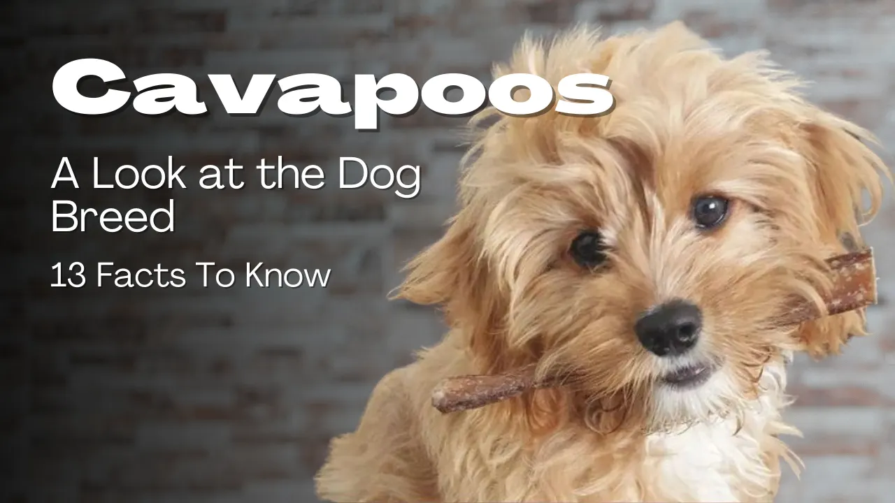 Cavapoo Dog Breed Information: 13 Facts To Know