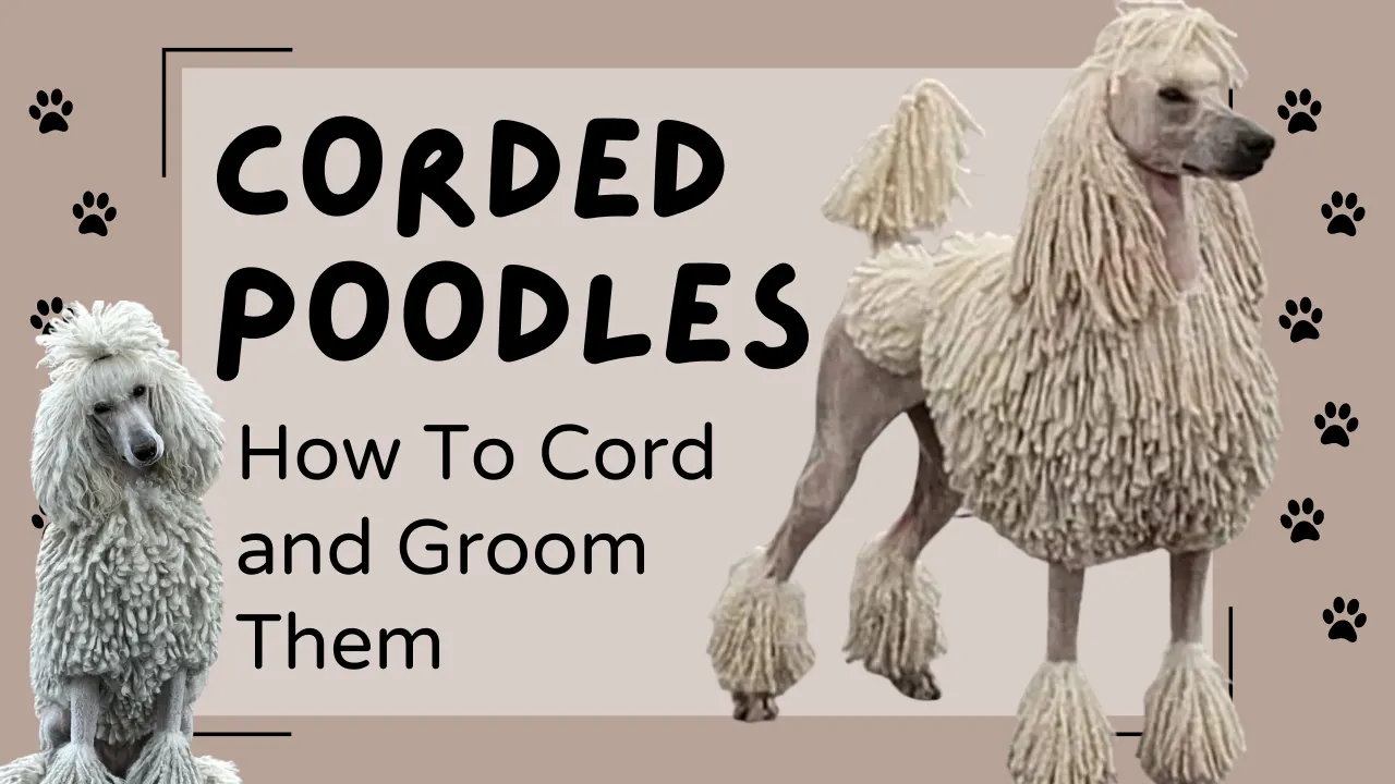 Corded Poodles: How To Cord and Groom Them (Video)