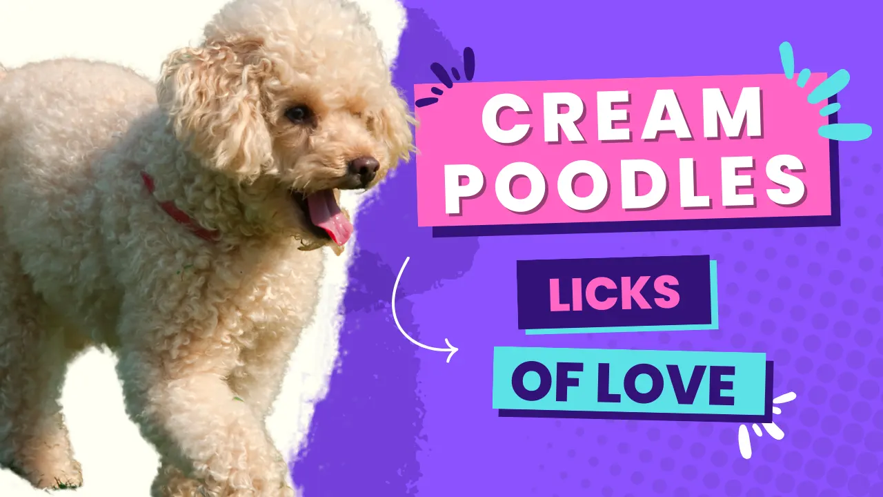 Cream Poodles – Licks Of Love
