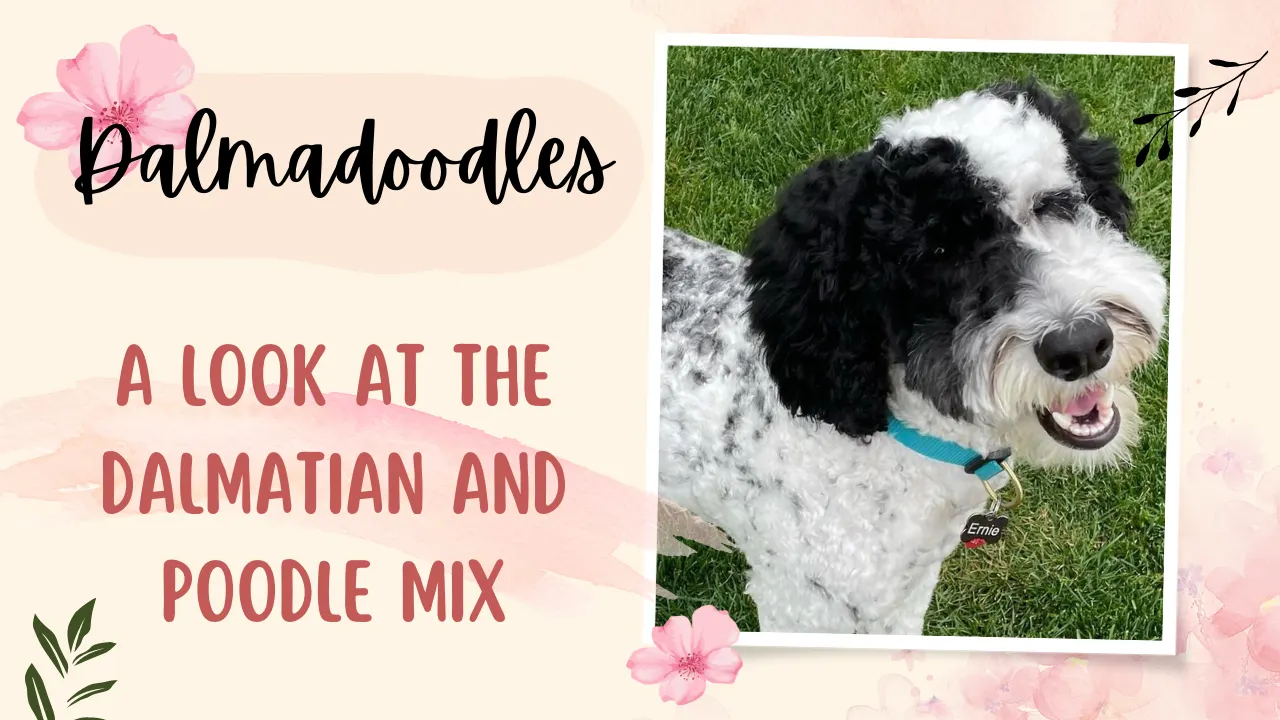 Dalmadoodle – Dalmatian Poodle Mix