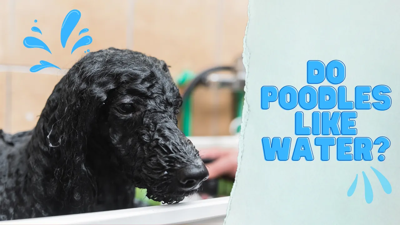 Do Poodles Like Water?