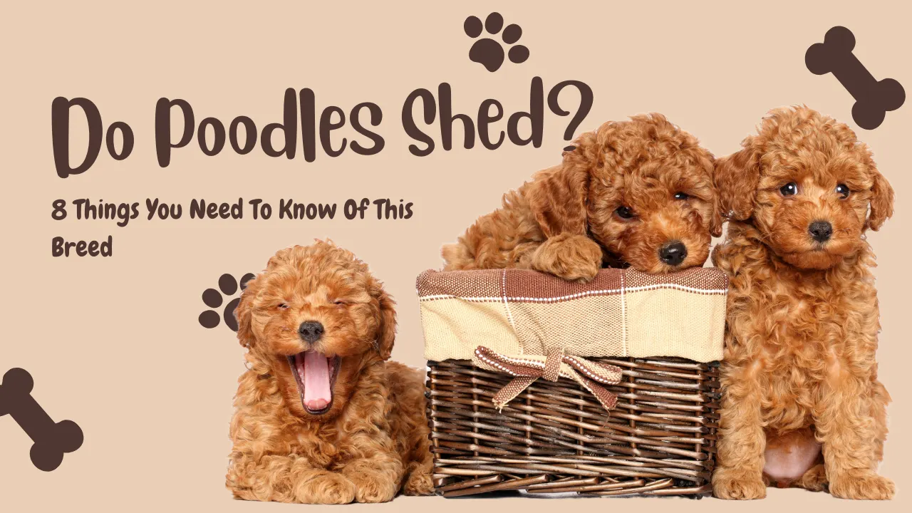 Do Poodles Shed? 8 Things To Know