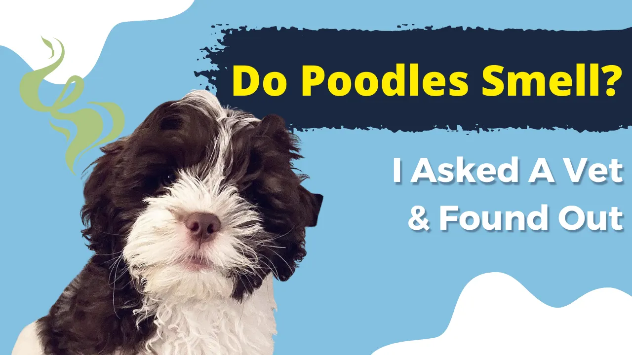 Do Poodles Smell? Identifying the Causes