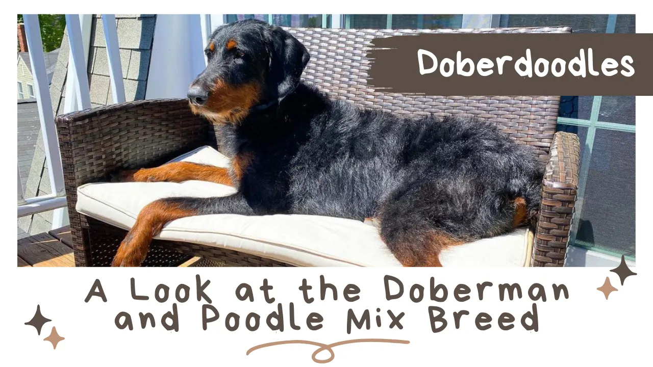 Doberdoodle – Doberman Poodle Mix