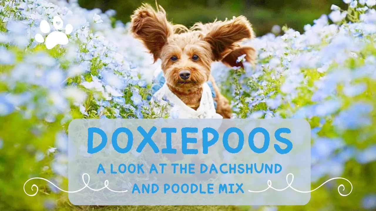Doxiepoo – Dachshund Poodle Mix