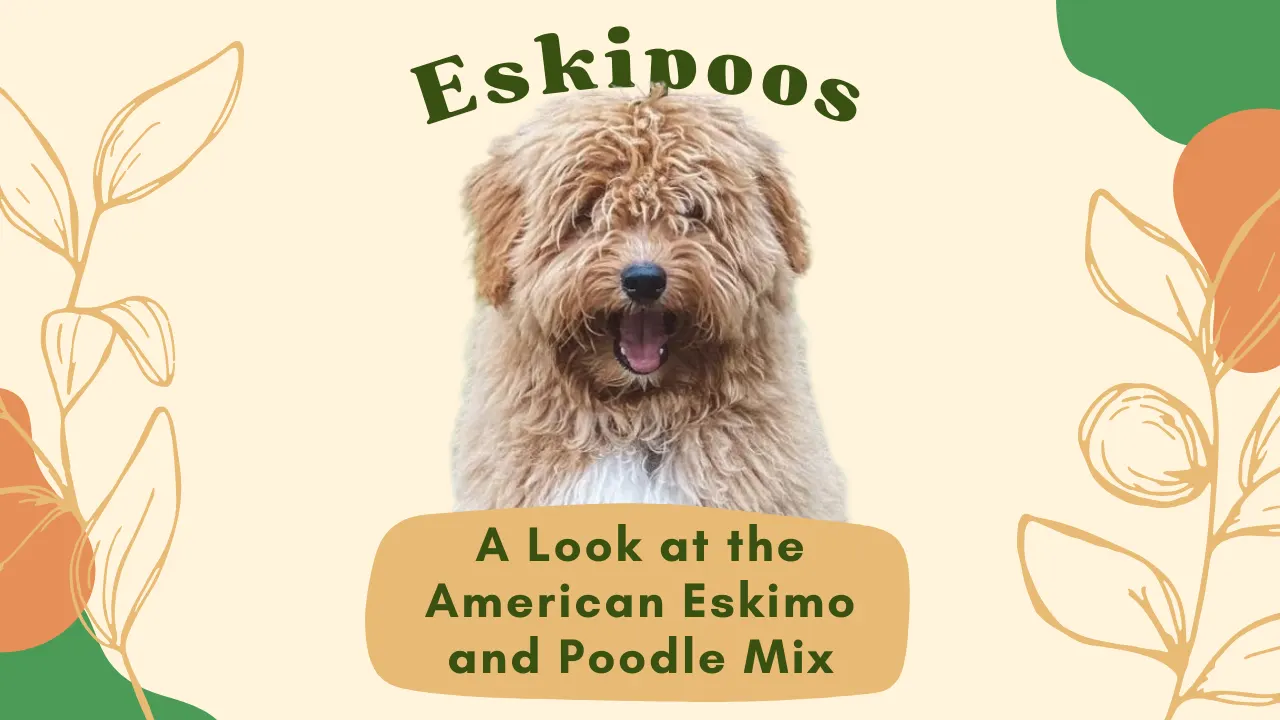 Eskipoo Dog Breed: American Eskimo Poodle Mix