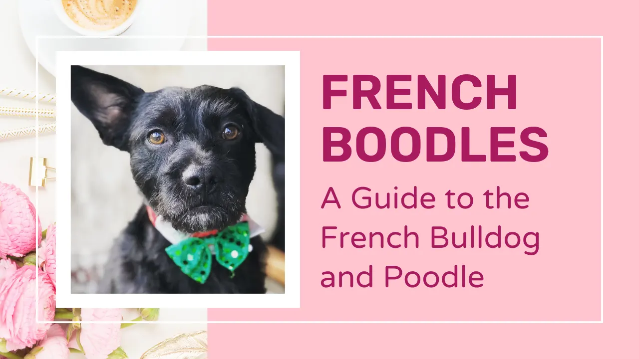 French Boodle – French Bulldog Poodle Mix