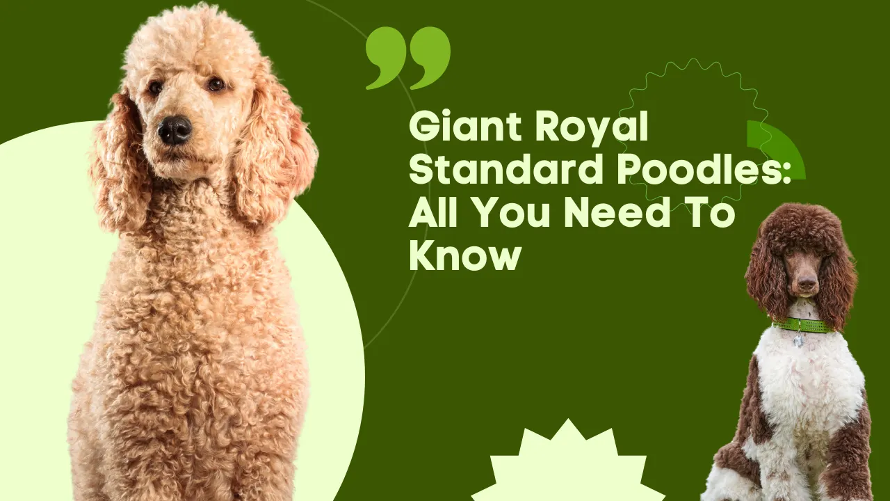 Royal Poodle: A Comprehensive Guide to the Elegant Breed