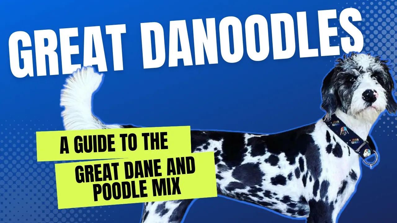 Great Danoodle – Great Dane Poodle Mix