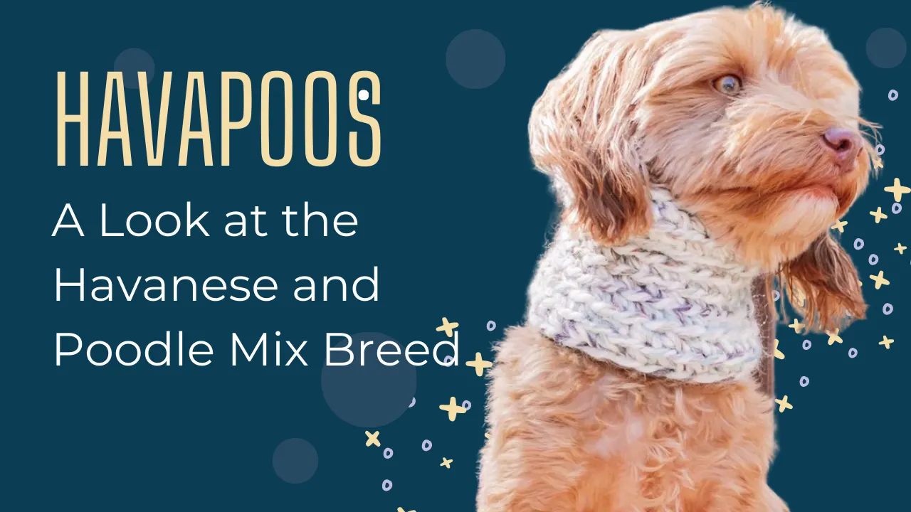 What Is Havapoo – Havanese Poodle Mix