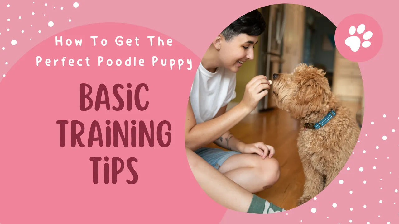 Perfect Poodle Puppy: Basic Training