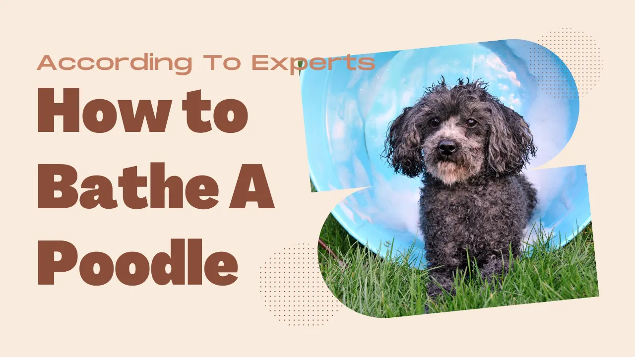 How to Bathe A Poodle: According To Experts