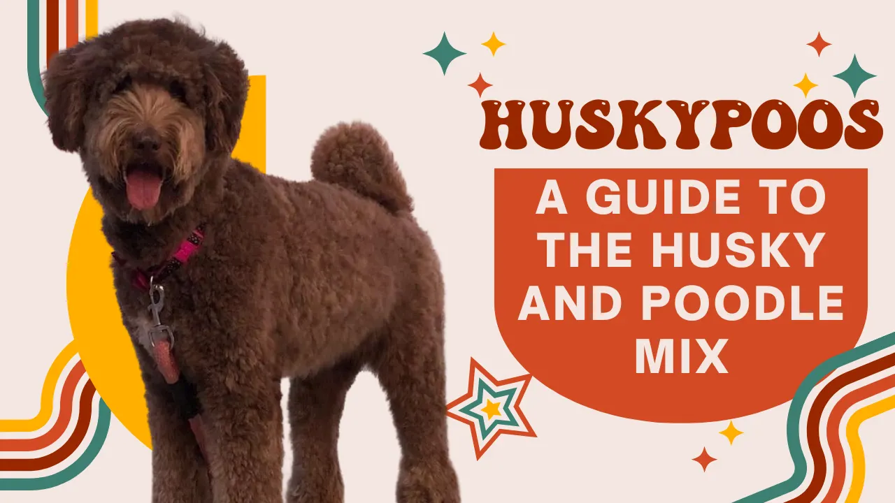 Huskypoo: Husky Poodle Mix Doodle