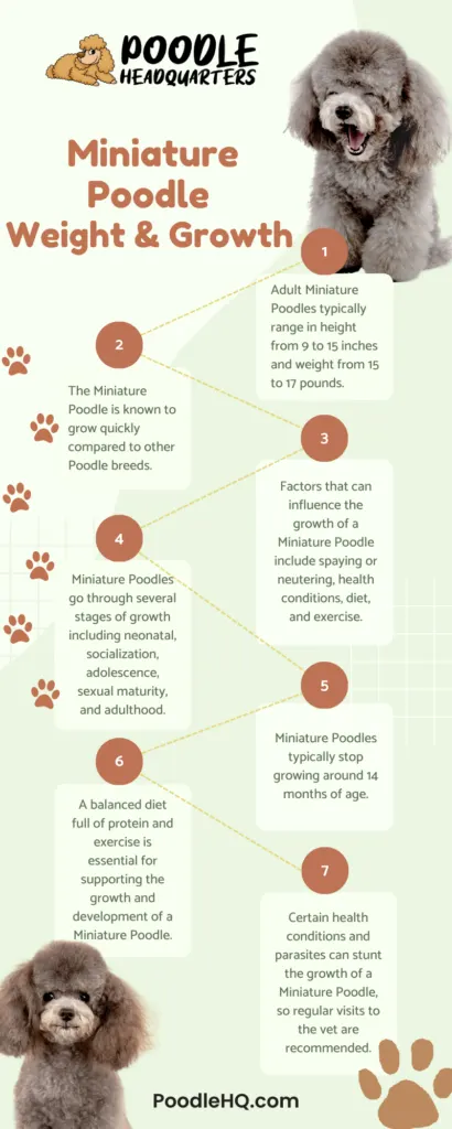 Miniature Poodle Weight and Growth Infographic