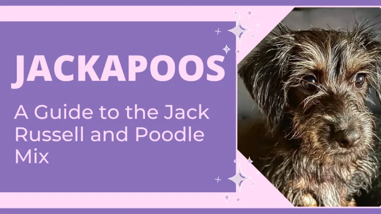 Jackapoos_ A Guide to the Jack Russell and Poodle Mix