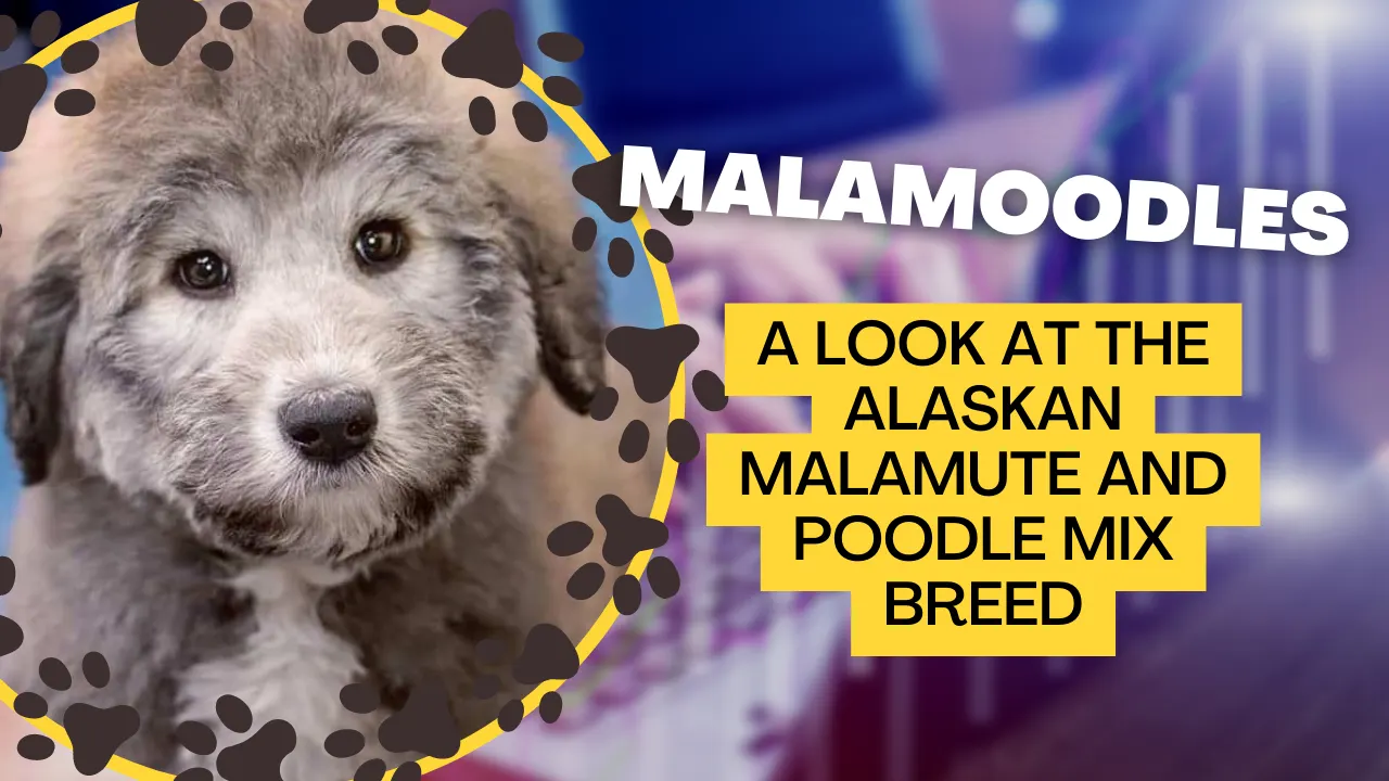 Malamoodle: Alaskan Malamute Poodle Mix