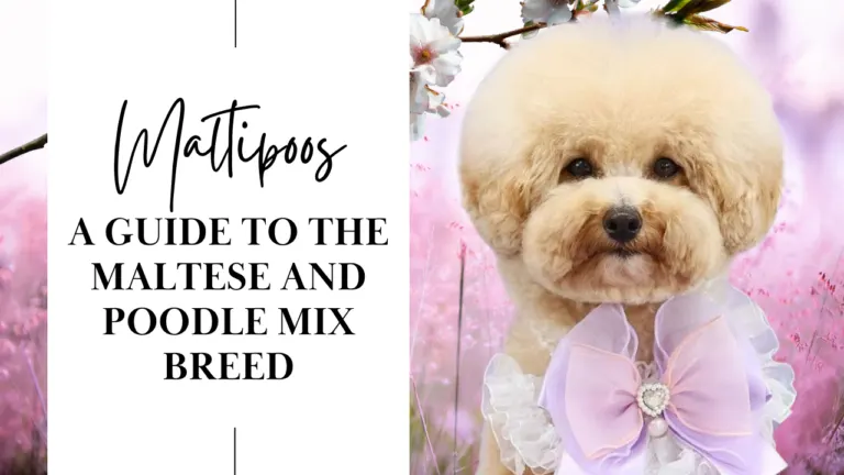 Maltipoos_ A Guide to the Maltese and Poodle Mix Breed