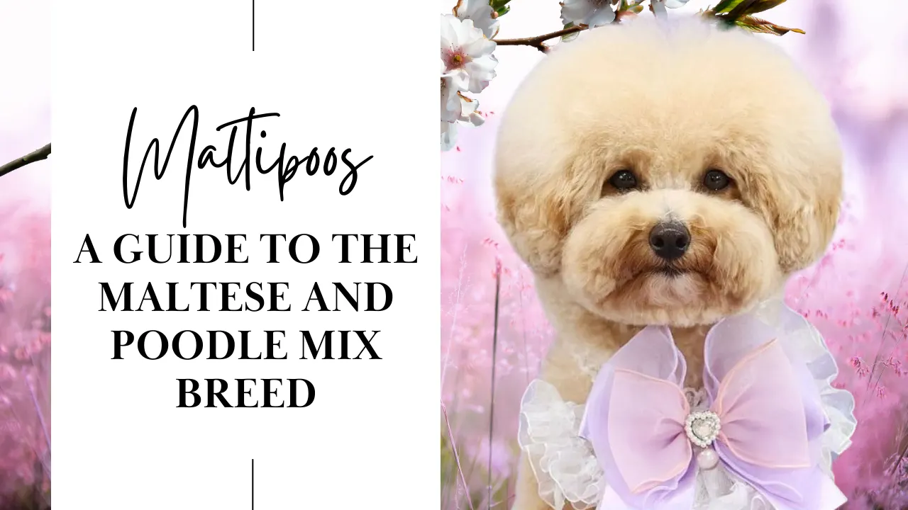 The Maltipoo Dog Breed: Maltese Poodle Mix
