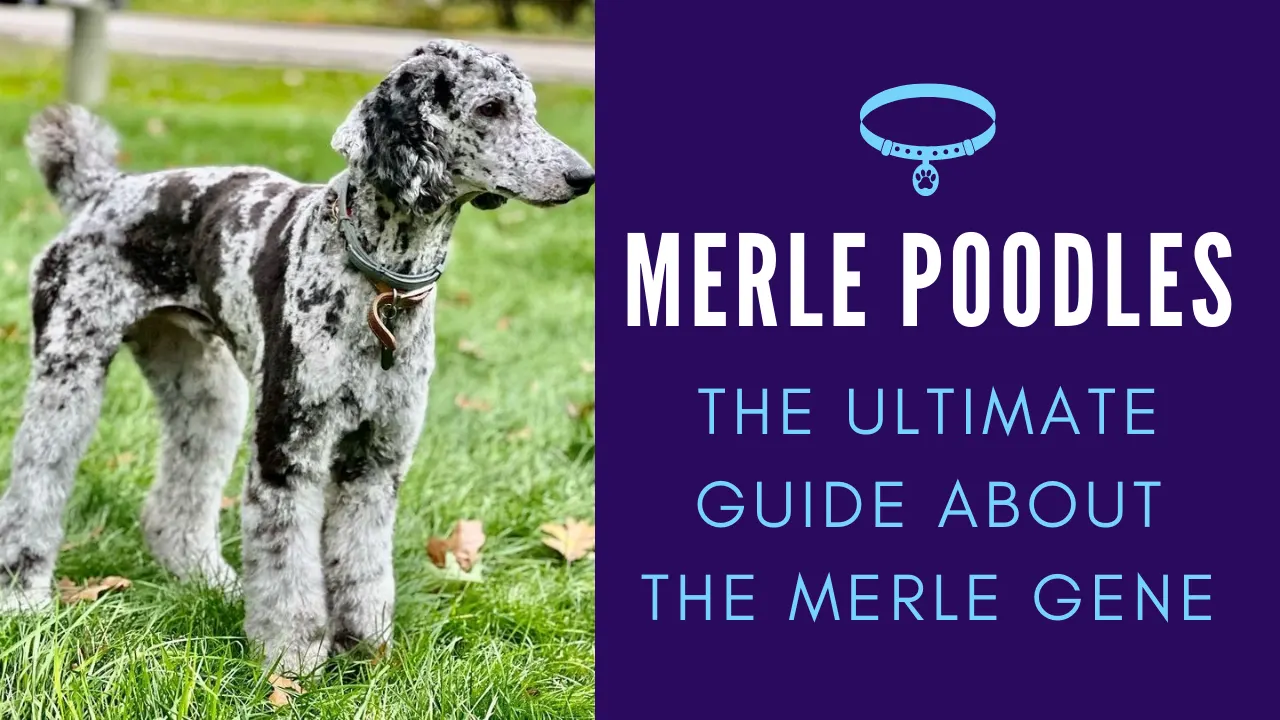 Merle Poodles: A Guide to Understanding the Merle Gene