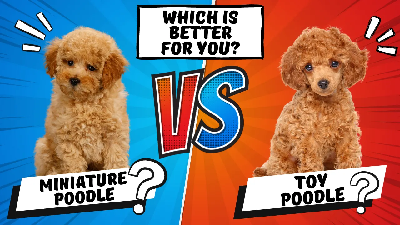 Miniature Poodle vs. Toy Poodle: Which is Better For You?