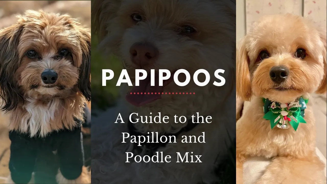 Papillon Poodle Mix – Papipoo Breed Guide