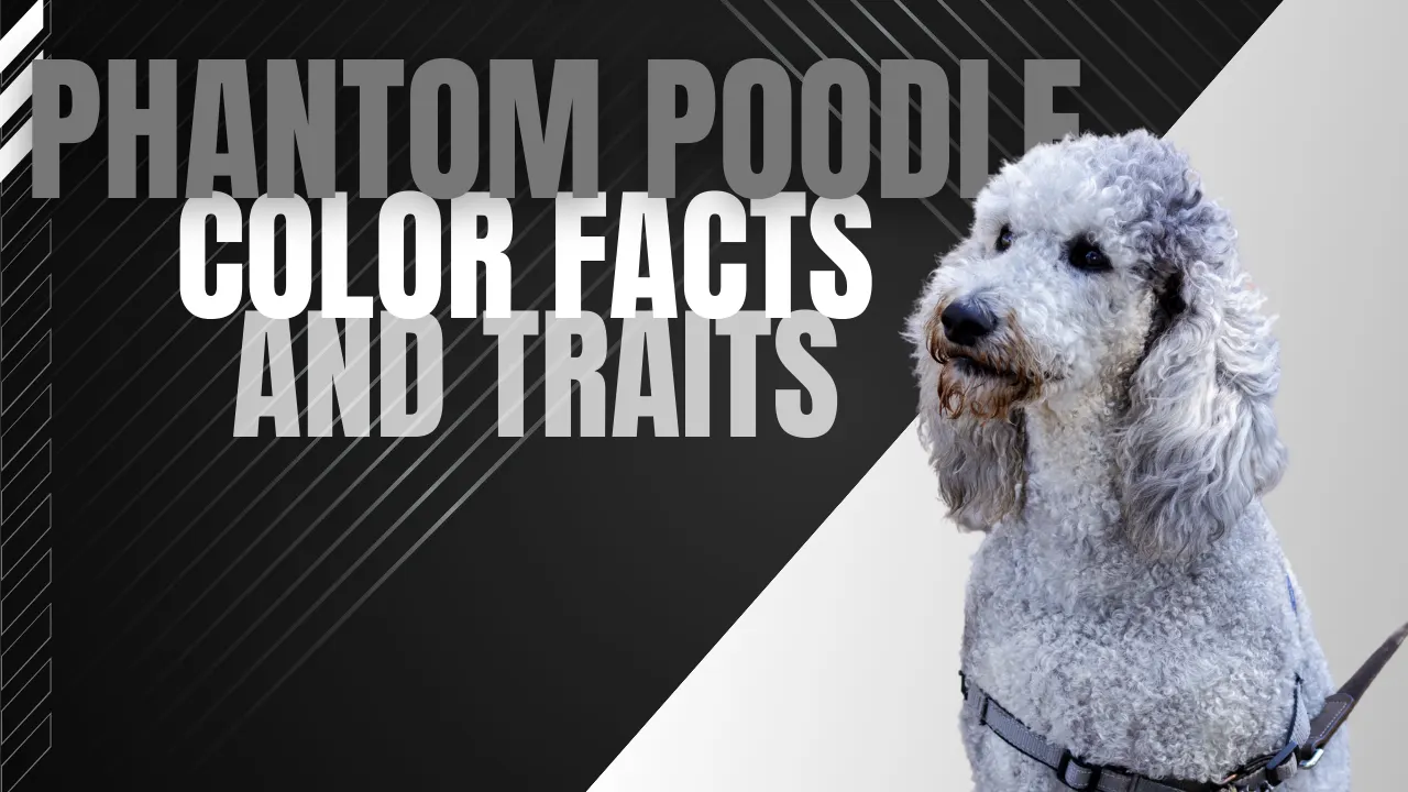Phantom Poodle: Unraveling the Mystery of The Breed
