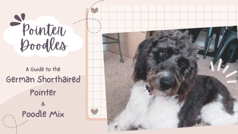 Pointer Doodles_ A Guide to the German Shorthaired Pointer and Poodle Mix