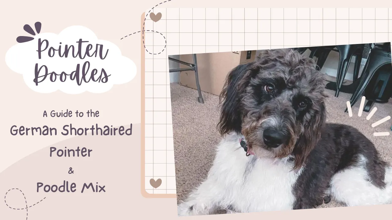 Pointer Doodle: German Shorthaired Pointer Poodle Mix