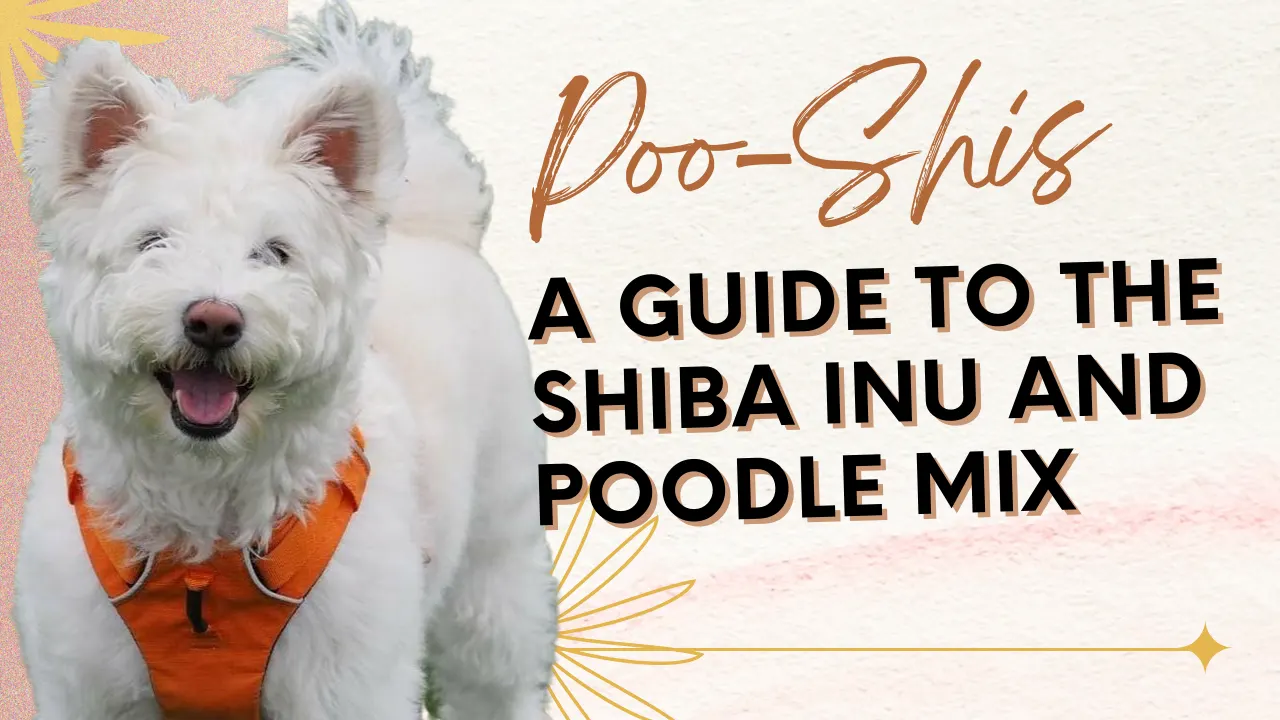 Poo-Shi – Shiba Inu Poodle Mix