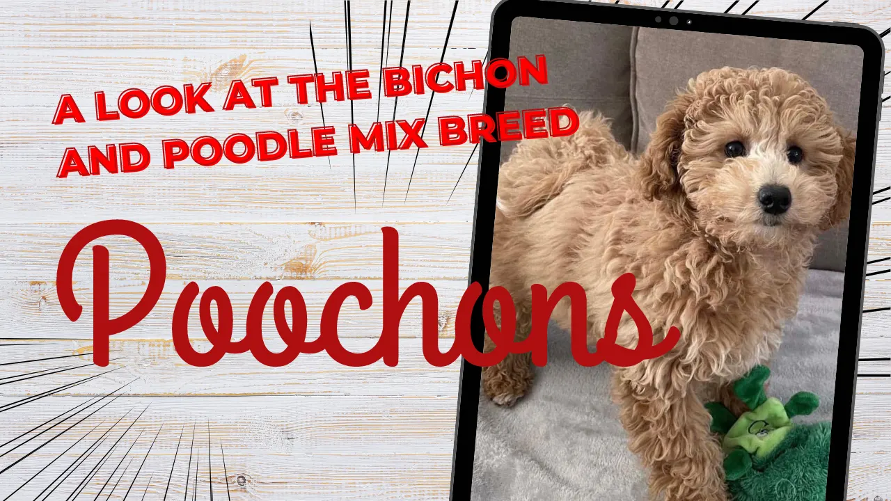 Poochon – Bichon Poodle Mix