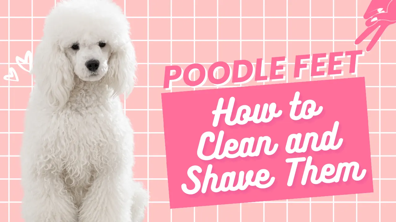 Poodle Feet: How to Clean and Shave Them