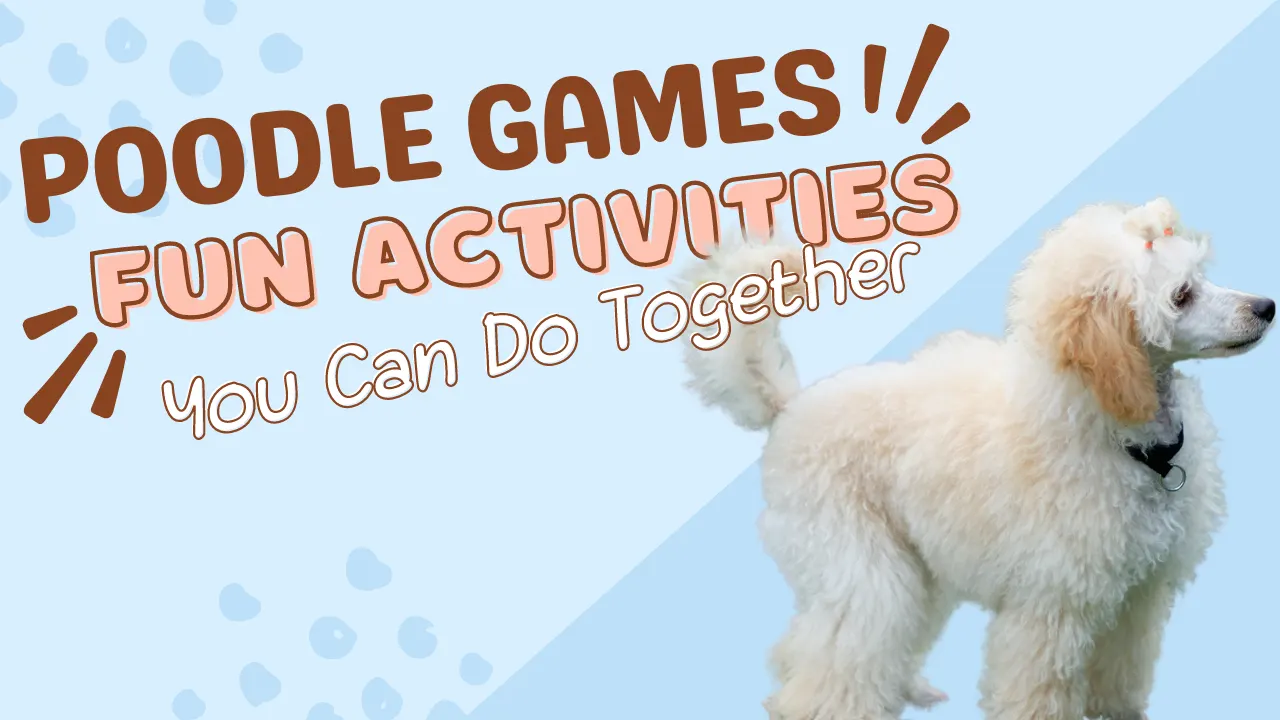 Poodle Games: Fun Activities You Can Do Together