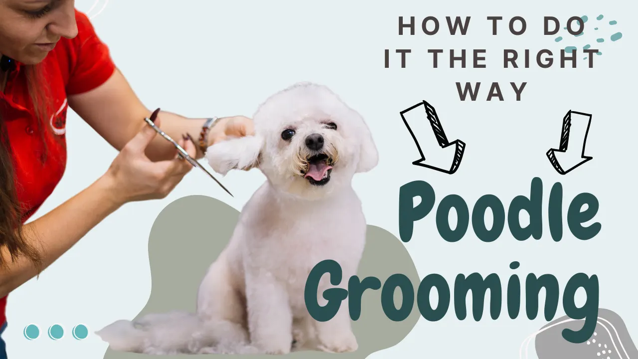 Poodle Grooming: How To Do It Right