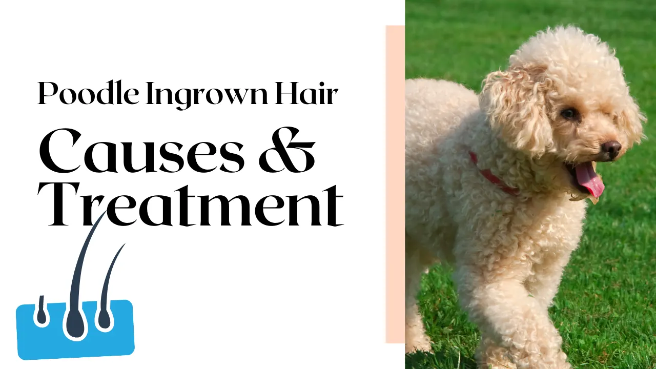 Poodle Ingrown Hair: Causes & Treatment