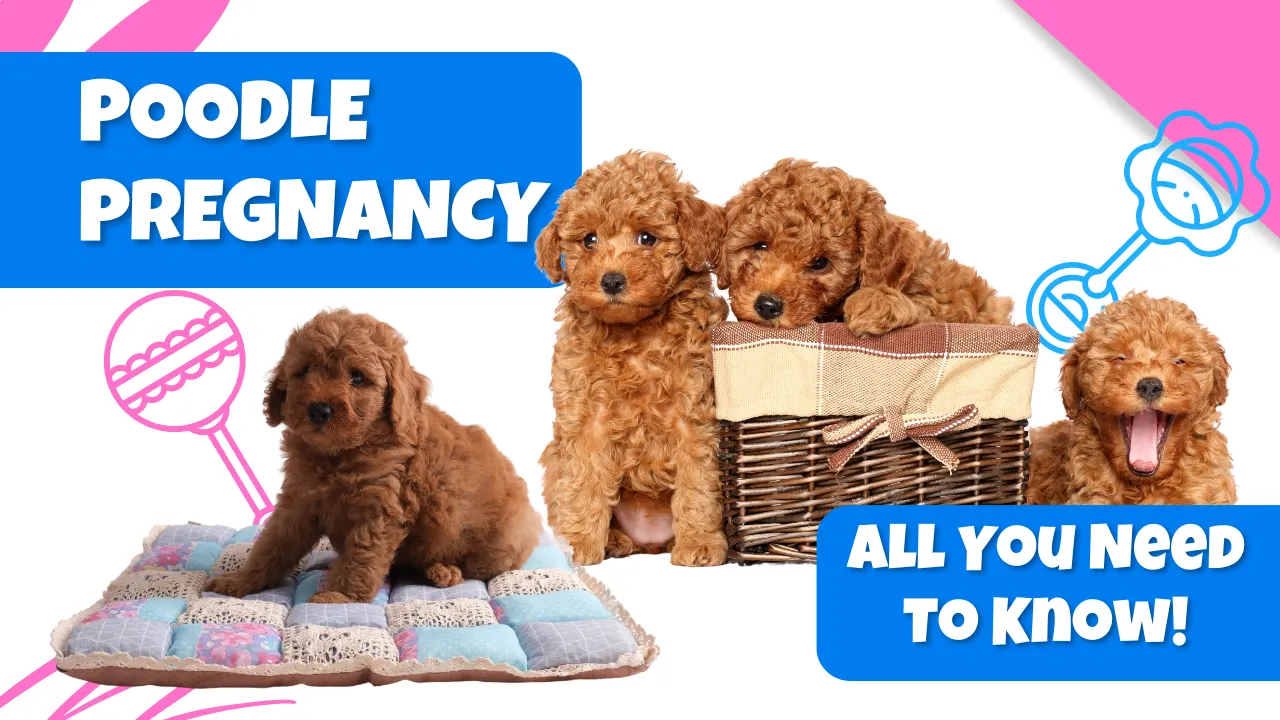 Poodle Pregnancy: All You Need To Know