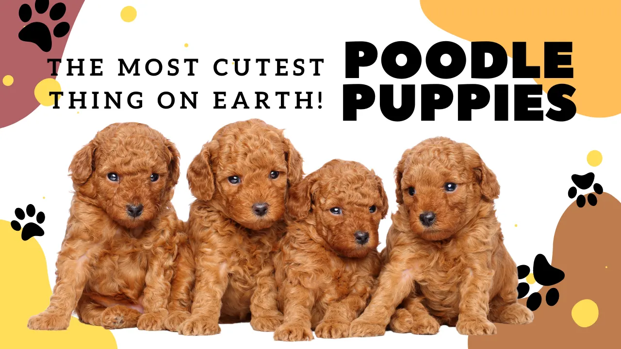Poodle Puppies – The Most Cutest Things on Earth
